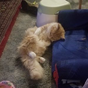 Meet your Posher, William